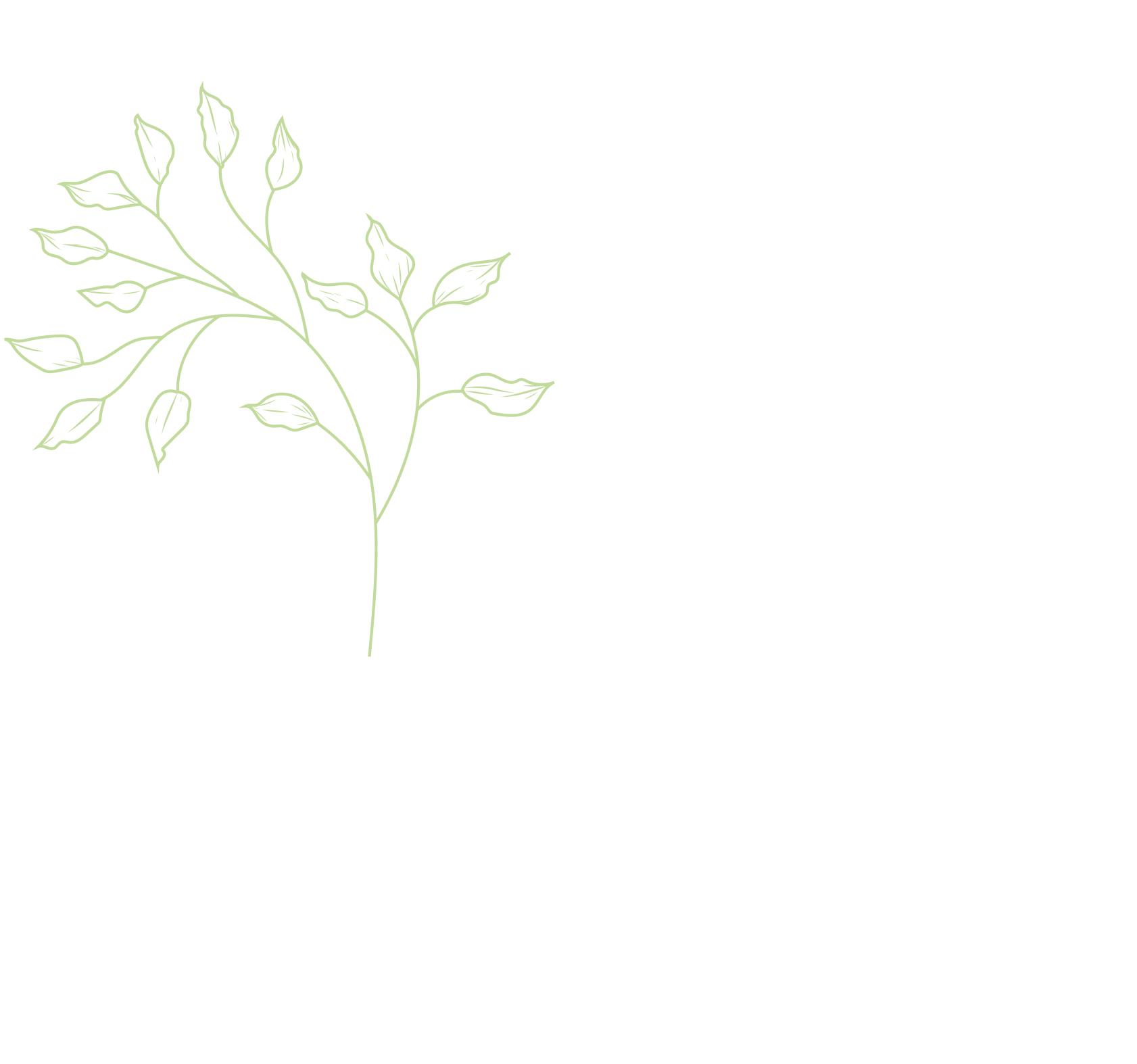 a branch with leaves